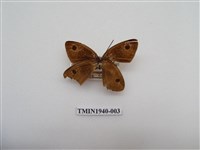 藏品(江崎波眼蝶)的圖片